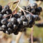 Jakie witaminy ma aronia? Właściwości zdrowotne