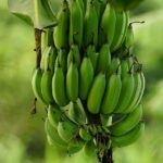 Jakie witaminy ma banan? Właściwości zdrowotne